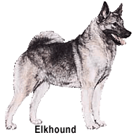 Elkhound