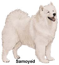 samoyed2